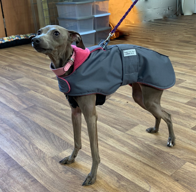 greyhound coats with harness hole